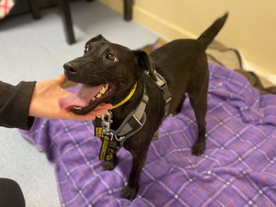 Percy | Terrier (Patterdale) | Canterbury - 3