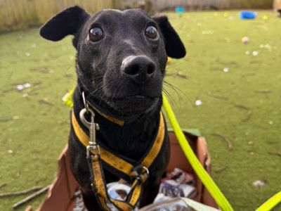 Percy | Terrier (Patterdale) | Canterbury - 3