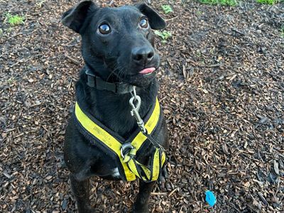 Percy | Terrier (Patterdale) | Canterbury - 5