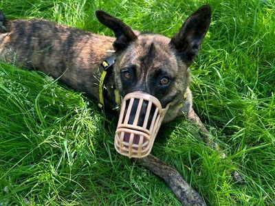 Adopt a Dutch Shepherd Cross Rescue Dog | Lady Ruby Waggington | Dogs Trust