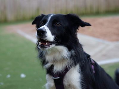 Flissie | Collie (Border) | Cardiff - 1