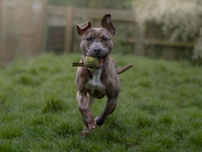 Mango | Terrier (Staffordshire Bull) Cross | Kenilworth (West Midlands) - 3