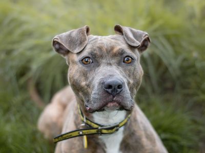 Mango | Terrier (Staffordshire Bull) Cross | Kenilworth (West Midlands) - 5