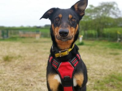 Olly | Collie (Border) Cross | Ballymena (Northern Ireland) - 3