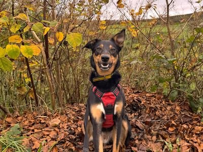 Olly | Collie (Border) Cross | Ballymena (Northern Ireland) - 3