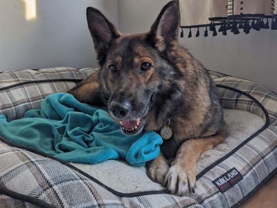 Barley | German Shepherd Dog | Glasgow - 5