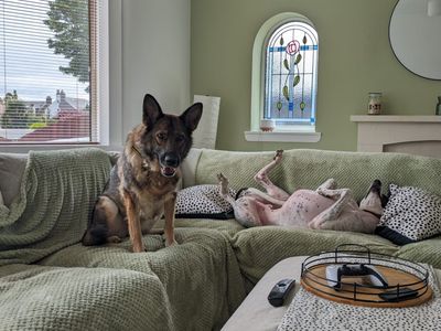 Barley | German Shepherd Dog | Glasgow - 3