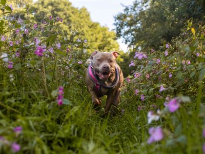 Nola | Terrier (Staffordshire Bull) Cross | Manchester - 4