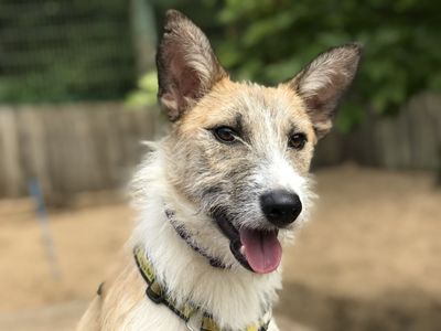 Adopt a Crossbreed Rescue Dog | Wulf | Dogs Trust