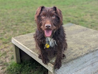 Moby | Terrier (Jack Russell) Cross | Evesham (Worcestershire) - 3