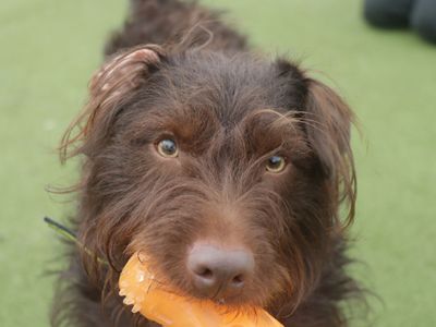 Moby | Terrier (Jack Russell) Cross | Evesham (Worcestershire) - 5