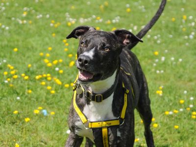 Anton | Lurcher | Canterbury - 3