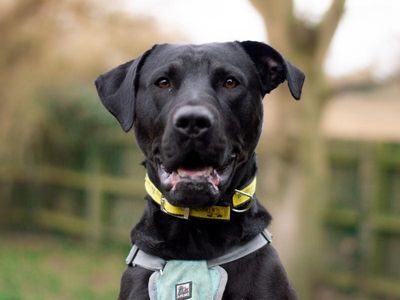 Jarvis | Retriever (Labrador) Cross | Kenilworth (West Midlands) - 3