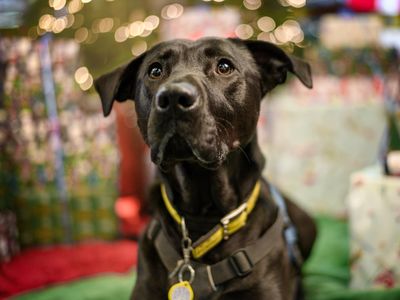 Jarvis | Retriever (Labrador) Cross | Kenilworth (West Midlands) - 5