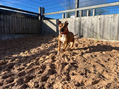 Jax | American Bulldog Cross | Cardiff - 5