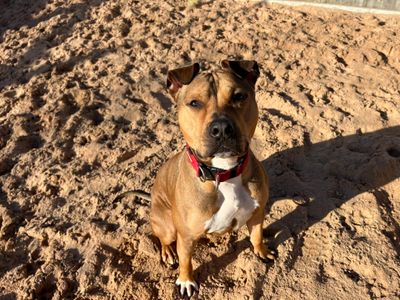 Jax | American Bulldog Cross | Cardiff - 3