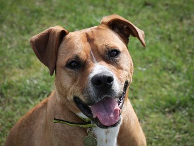 Adopt a Crossbreed Rescue Dog | Freda | Dogs Trust