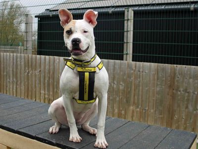 Della | American Bulldog | Darlington - 4