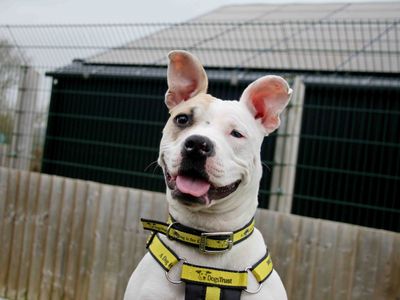 Della | American Bulldog | Darlington - 3