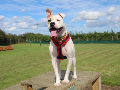 Della | American Bulldog | Darlington - 2