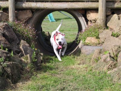 Della | American Bulldog | Darlington - 5