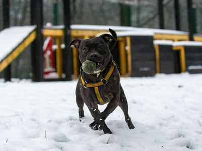 Piper | Terrier (Staffordshire Bull) | Merseyside (Liverpool) - 3