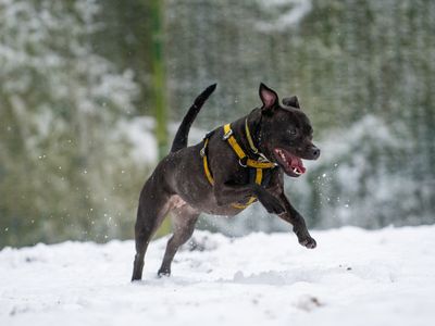 Piper | Terrier (Staffordshire Bull) | Merseyside (Liverpool) - 5