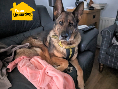 Gina | German Shepherd Dog | West Calder (Edinburgh) - 5