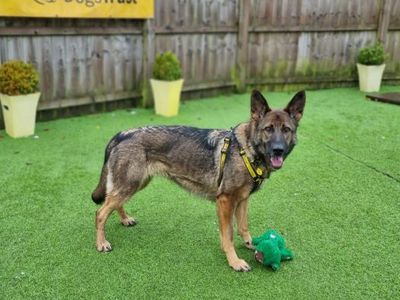 Mindy | German Shepherd Dog | West Calder (Edinburgh) - 5