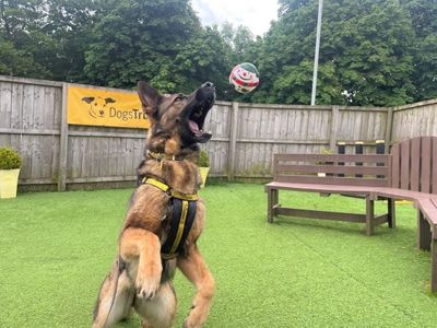 Mindy | German Shepherd Dog | West Calder (Edinburgh) - 3