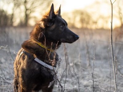 Adopt a Belgian Shepherd Dog (Tervueren) Rescue Dog | Jupiter | Dogs Trust