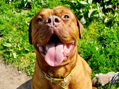 Dogue de bordeaux labrador 2024 cross