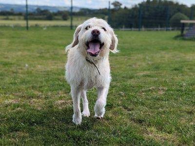 Boris | Crossbreed | Evesham (Worcestershire) - 2