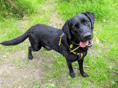 Yellow lab store rescue near me