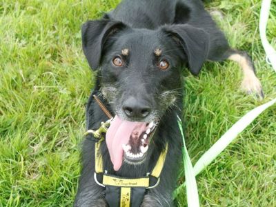 Edgar | Lurcher Cross | Bridgend (Wales) - 2