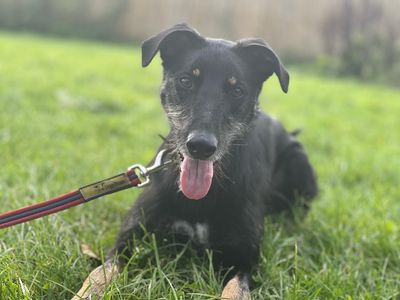 Edgar | Lurcher Cross | Bridgend (Wales) - 4