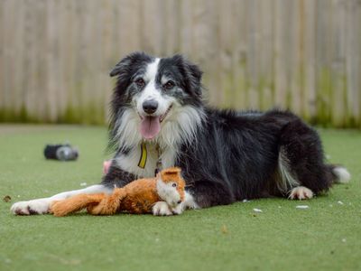 Adopt a Collie (Border) Rescue Dog | Pops | Dogs Trust