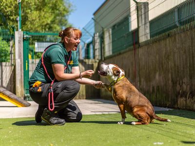 Cardi | Terrier (Staffordshire Bull) | Manchester - 4