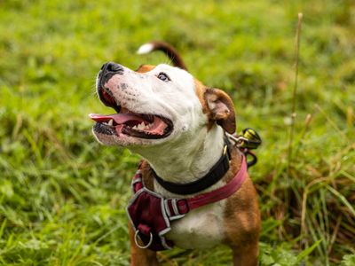 Cardi | Terrier (Staffordshire Bull) | Manchester - 2