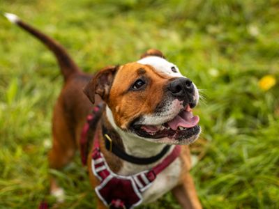 Cardi | Terrier (Staffordshire Bull) | Manchester - 3