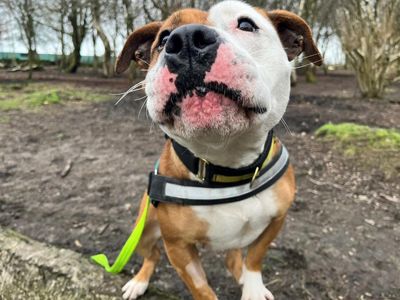 Cardi | Terrier (Staffordshire Bull) | Manchester - 5