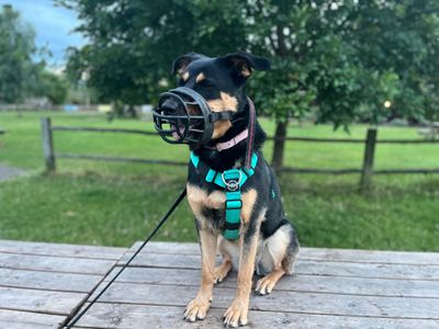 Lisa | Rottweiler Cross | Evesham (Worcestershire) - 3