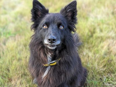 Molly | Collie (Border) Cross | Ballymena (Northern Ireland) - 4