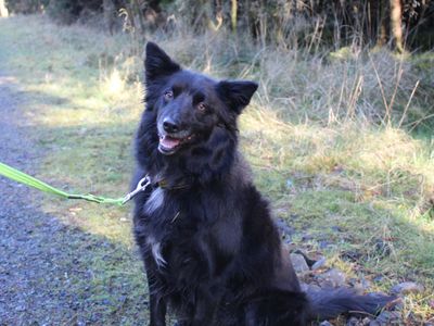 Molly | Collie (Border) Cross | Ballymena (Northern Ireland) - 4