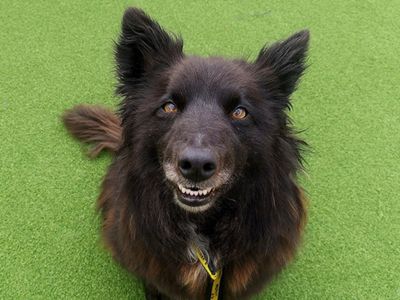 Molly | Collie (Border) Cross | Ballymena (Northern Ireland) - 2