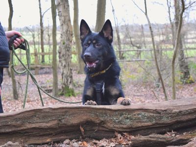 Birch | German Shepherd Dog Cross | Harefield West London - 5