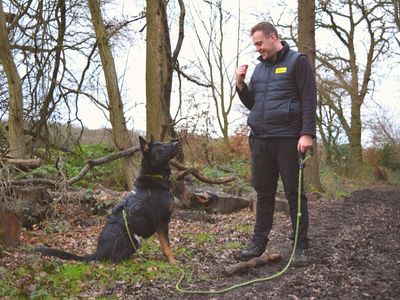 Adopt a German Shepherd Dog Cross Rescue Dog | Birch | Dogs Trust