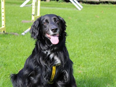 Lily | Spaniel (Cocker) Cross | Merseyside (Liverpool) - 4