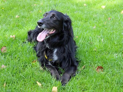 Lily | Spaniel (Cocker) Cross | Merseyside (Liverpool) - 2