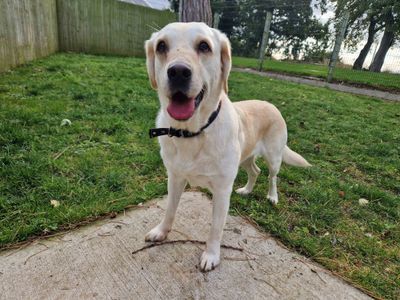 Phoebe | Retriever (Labrador) | Darlington - 3